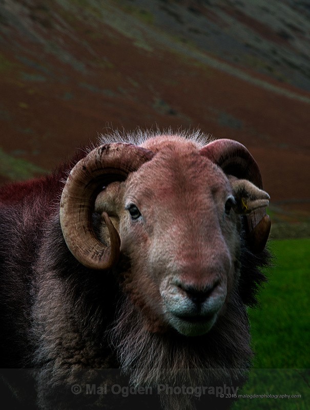 Herdwick Sheep - North West England