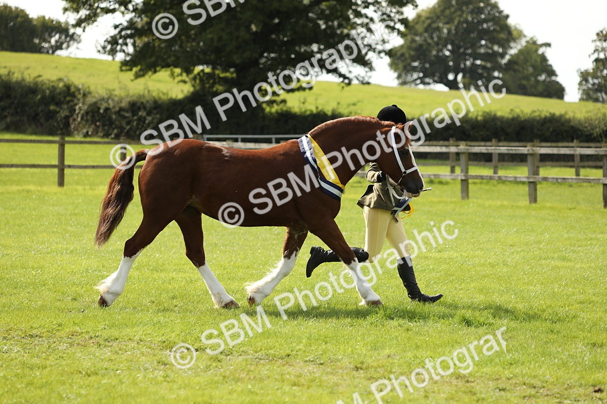 SBM_66387 - In Hand Pony & Youngstock Supreme Championship