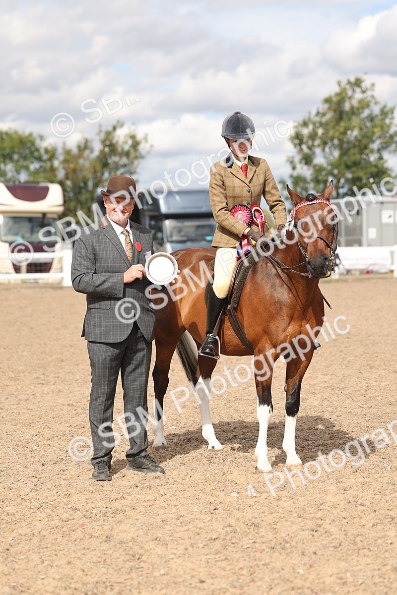 SBM_14672 - Class 307 - Ridden Coloured Pony