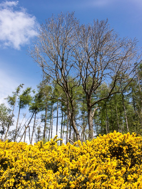 Gorse near The Rock - Stiperstones