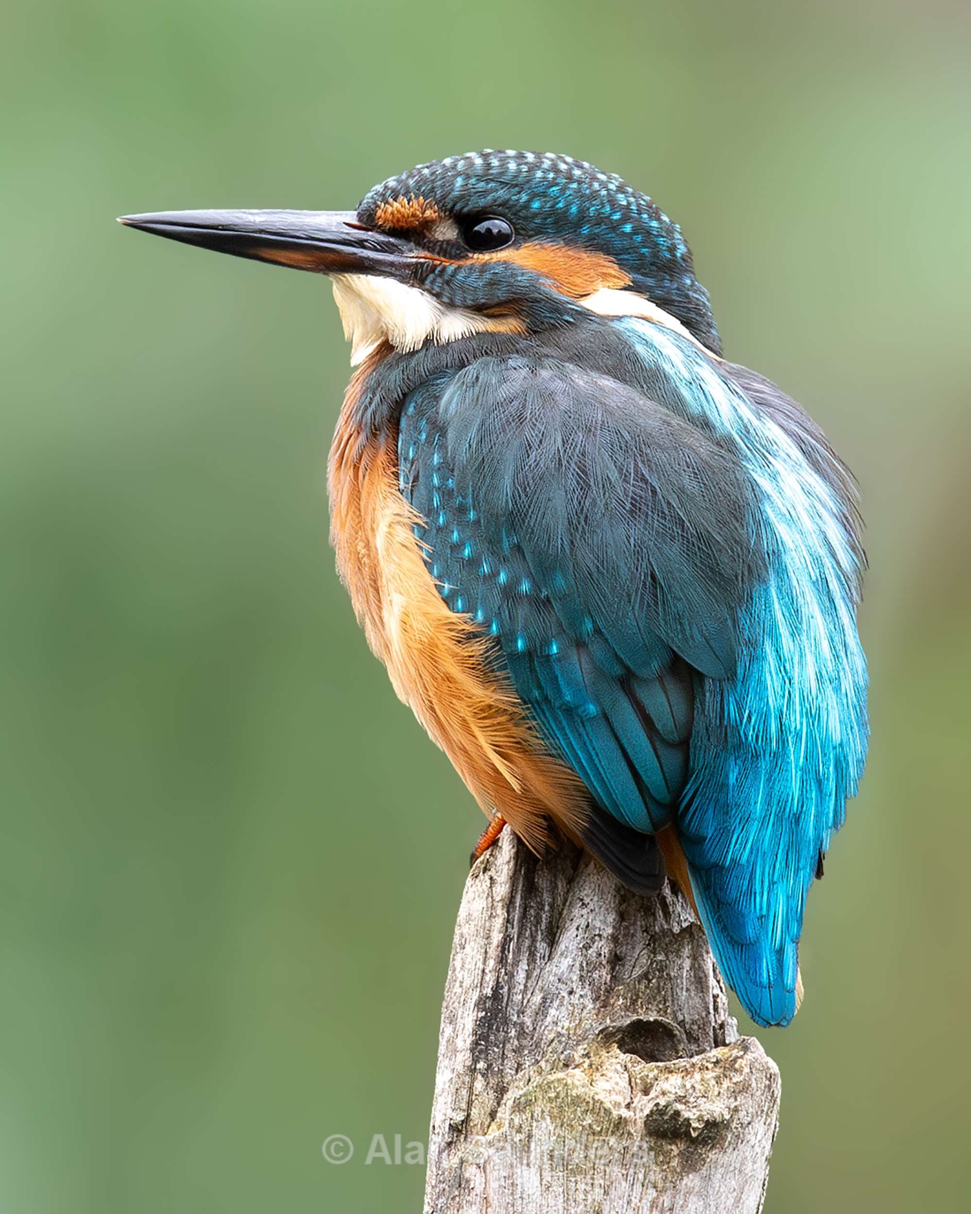 Common Kingfisher 20