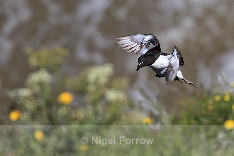 Razorbill approaching cliff top, Flamborough Head, Yorkshire - Razorbill