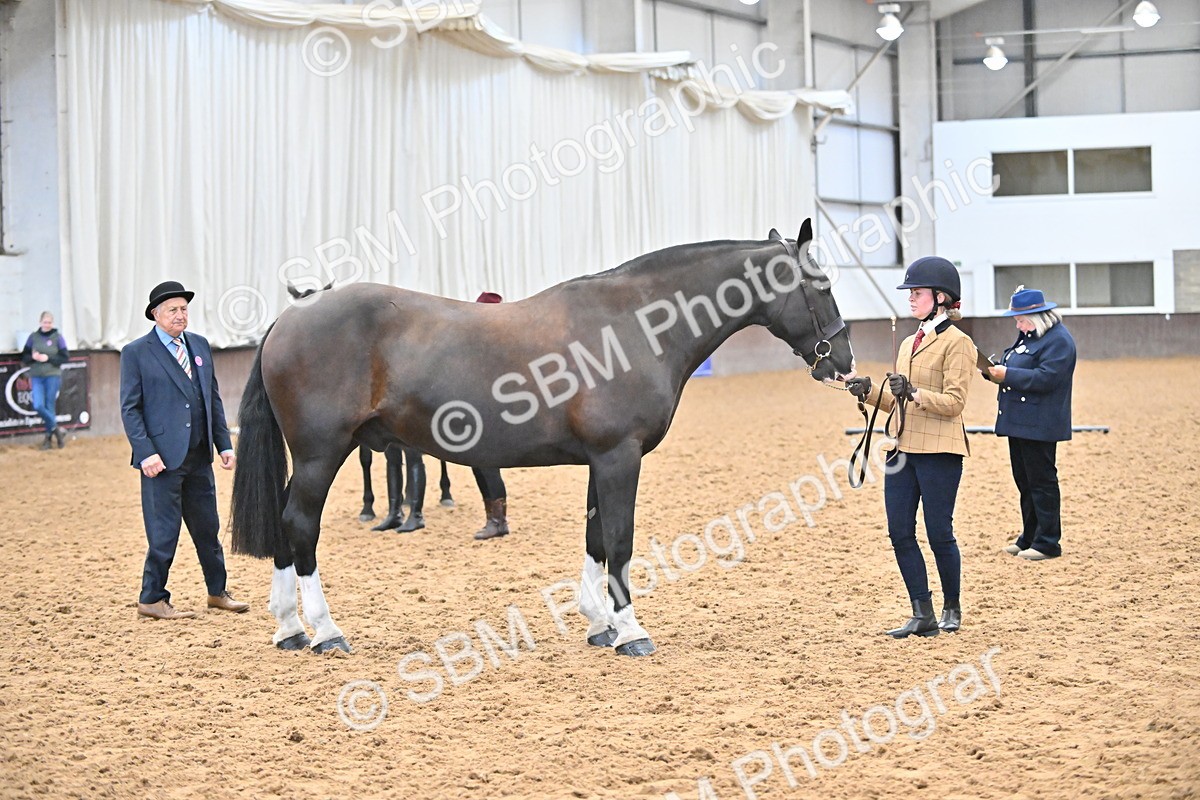 SBM_000098 - Class 4 - BSHA In Hand Show Cob