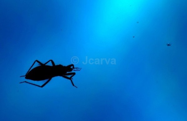 Blue Bug - Insects and Spiders