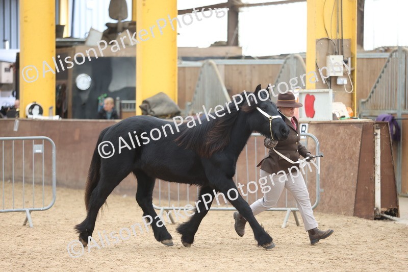 20251109-0846 - Class 25 - Yearling, Colt, Filly or Gelding