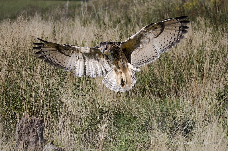 Eagle Owl - Flora & Fauna