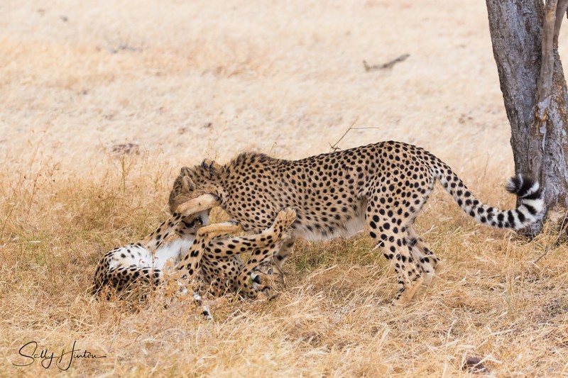 Cheetahs Playing 4