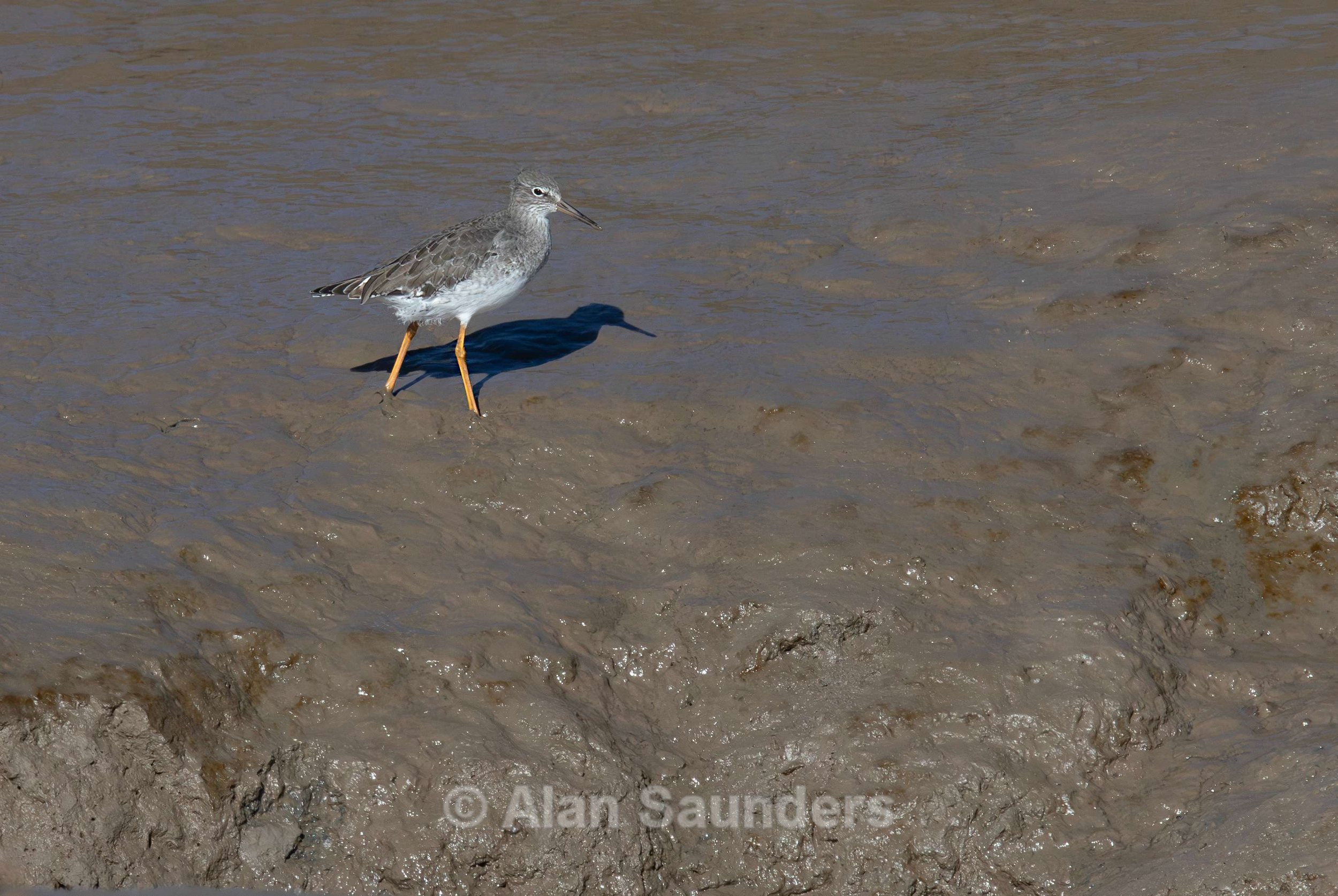 Common Redshank 7