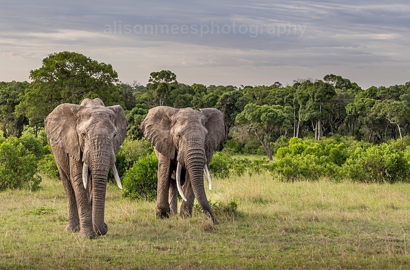  - African Safaris