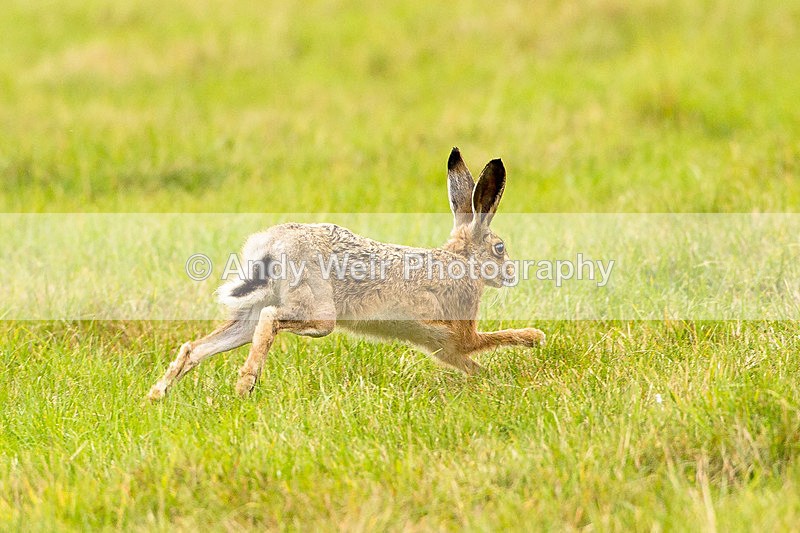 20140929-3K8A5917 - Mammals