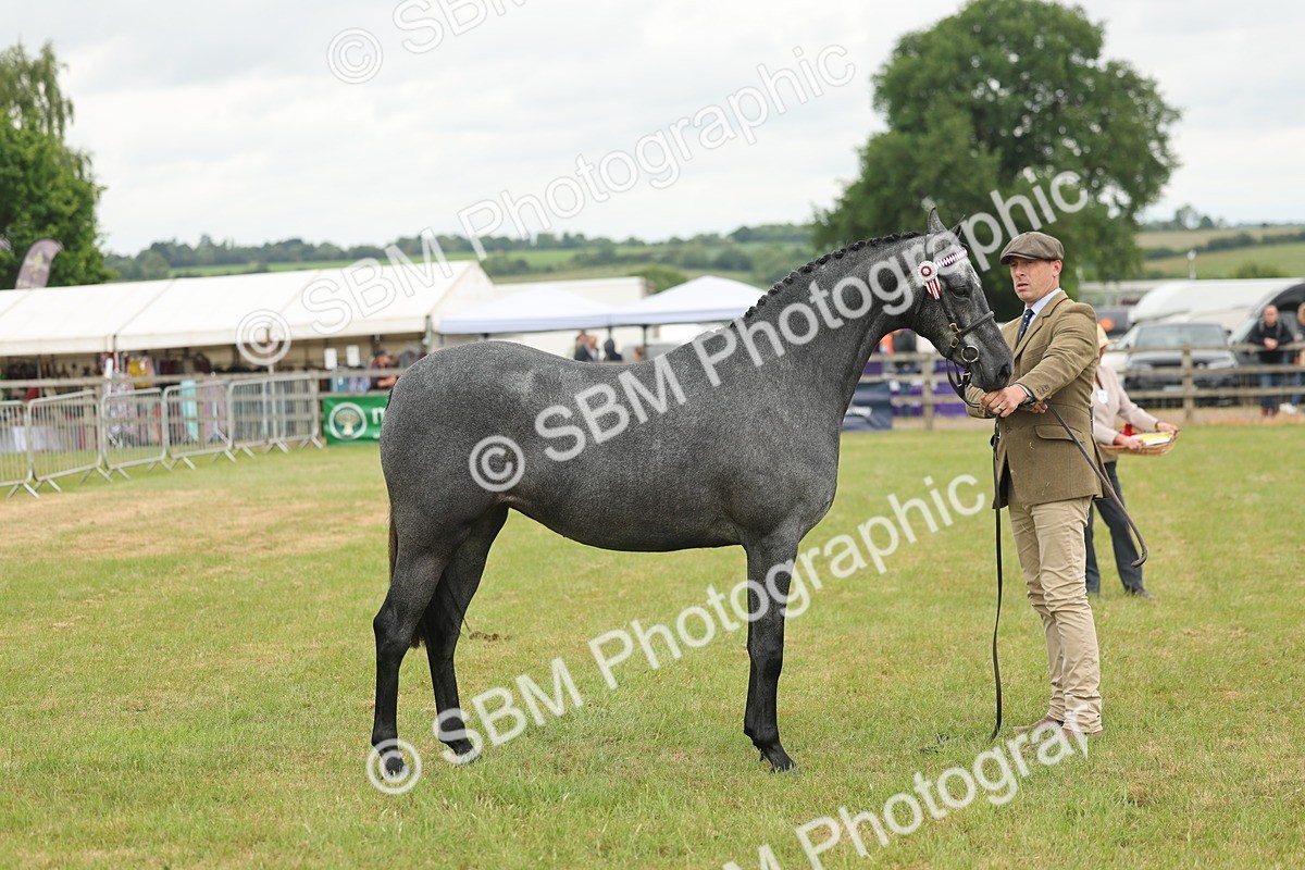 SBM_05492 - Class 68-73 - Riding Pony Breeding
