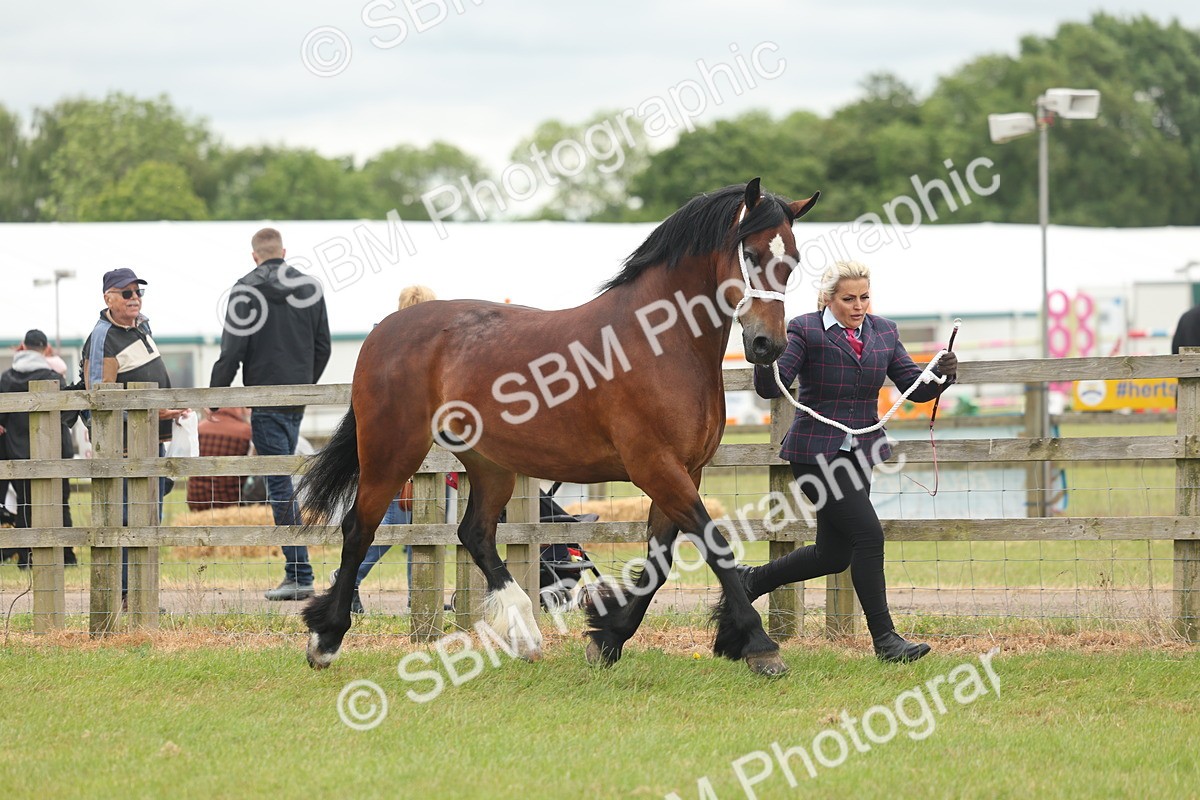 SBM_04879 - Class 50-57 - M&M Welsh Pony In Hand