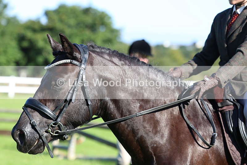 3E7A7630 - Class 1: Novice Working Hunter Pony