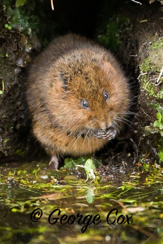 Water Vole