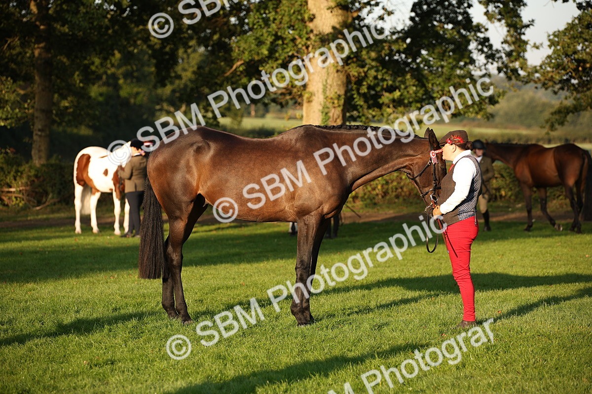 SBM_56896 - S49 - Riding Horse & Hack & Thoroughbred In Hand