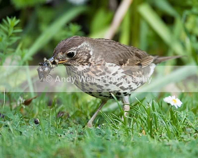 20090602-2009 06 02 034 - Thrushes