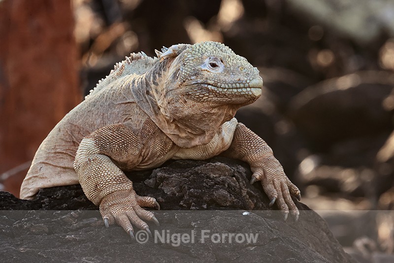 Santa Fe Land Iguana on rock, Santa Fe Island, Galapagos - REPTILES & AMPHIBIANS