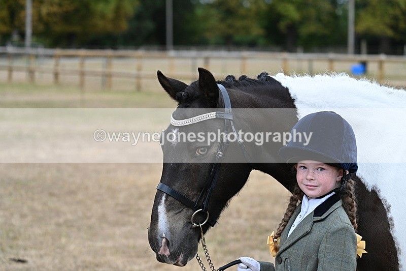 WJ7_9708 - Class 5 Most Handsome Gelding (up to 14.2hh)