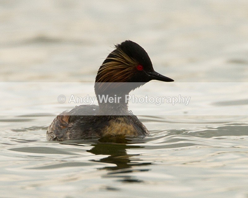 20110416-IMG_3892 - Black-necked Grebe