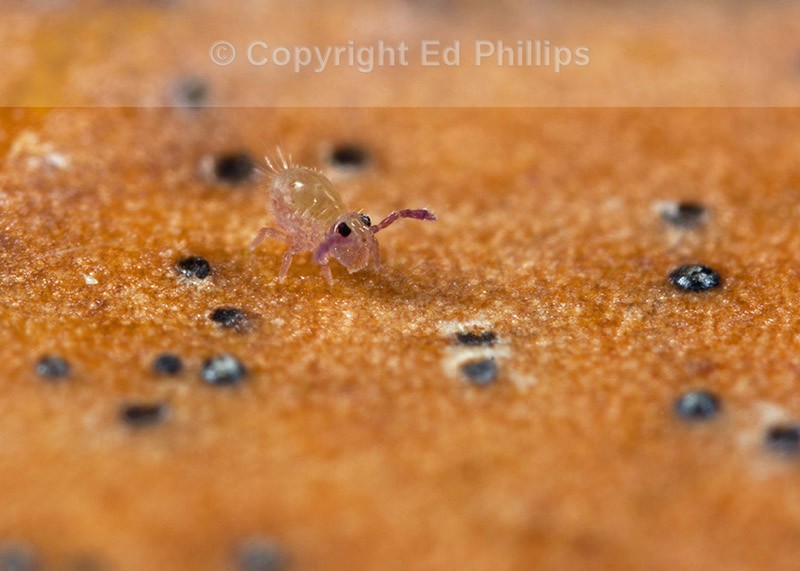 Dicyrtoma fusca - Juvenile