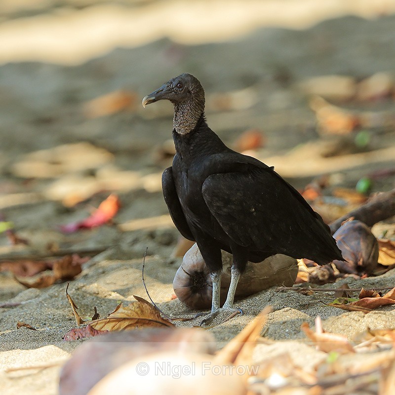 Black Vulture, Corcovado National Park, Costa Rica - American Black Vulture