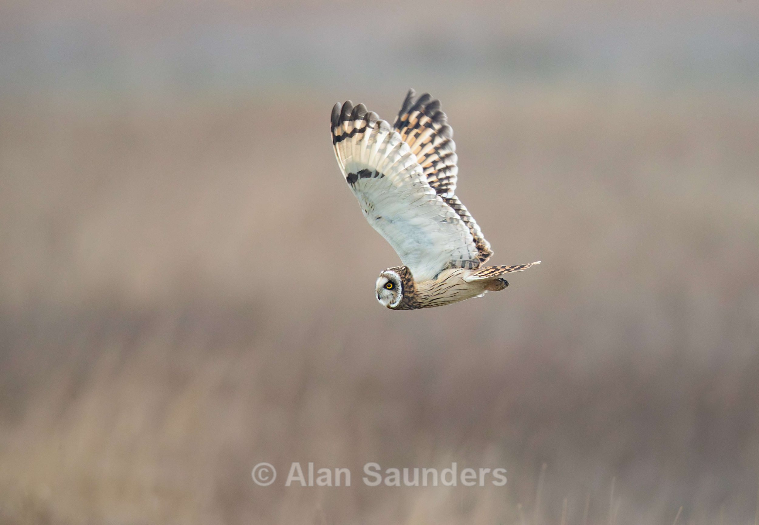 Short Eared Owl