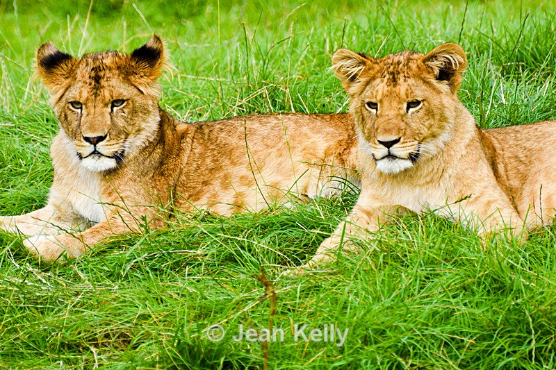 Lion cubs - 2152_00012 - Cats