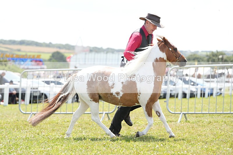 DSC06583 - Class 57: Miniature Horse 4yrs & over