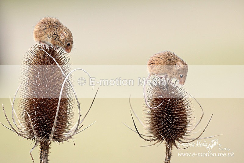 Harvest Mice 260313-1366a - Nature