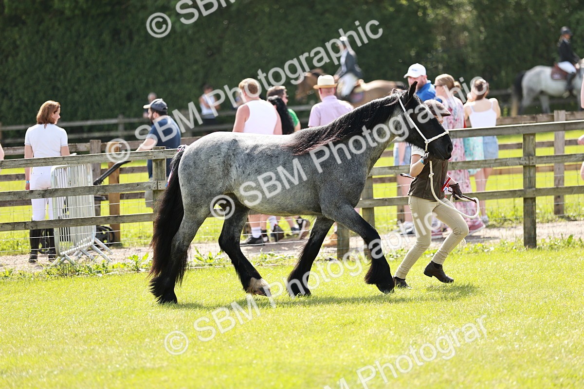 SBM_02522 - Class 14-23 - Mountain & Moorland In Hand Non Welsh