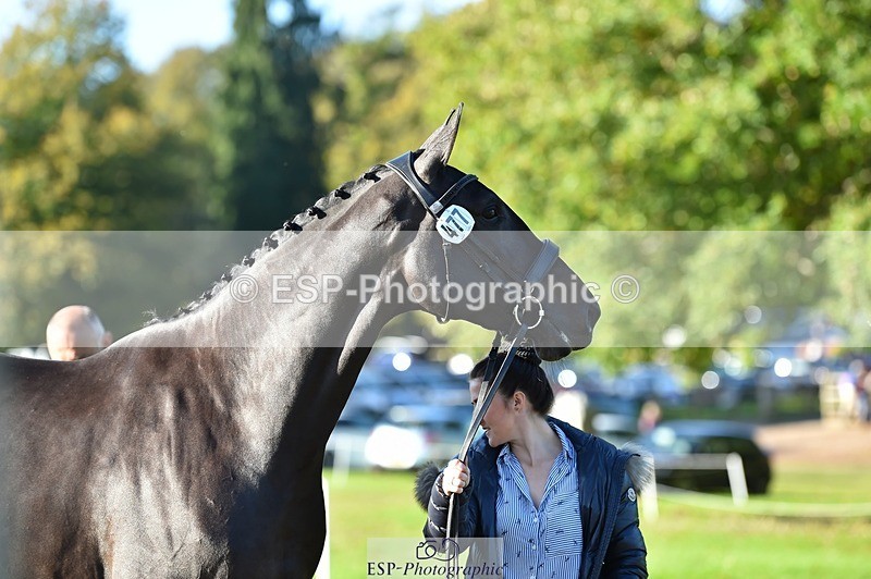 231022-103046-22535 - 477-NPS.KLASSEY-Elizabeth.Jones-TrotUp+SJ