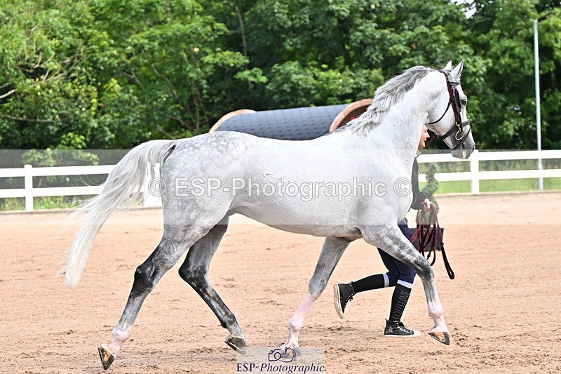 240718A-105236-00898 - Trot Up 11am to 12pm