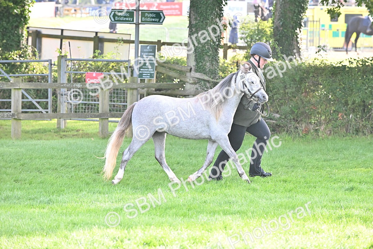 SBM_55324 - S44 - Youngstock In Hand