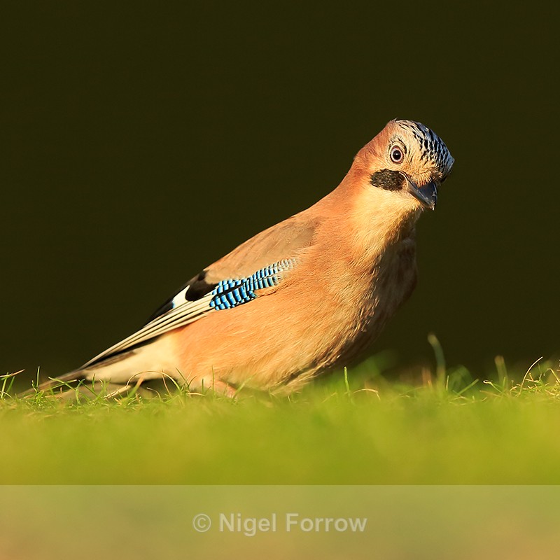 Jay in late afternoon sun, Worcestershire - Jay