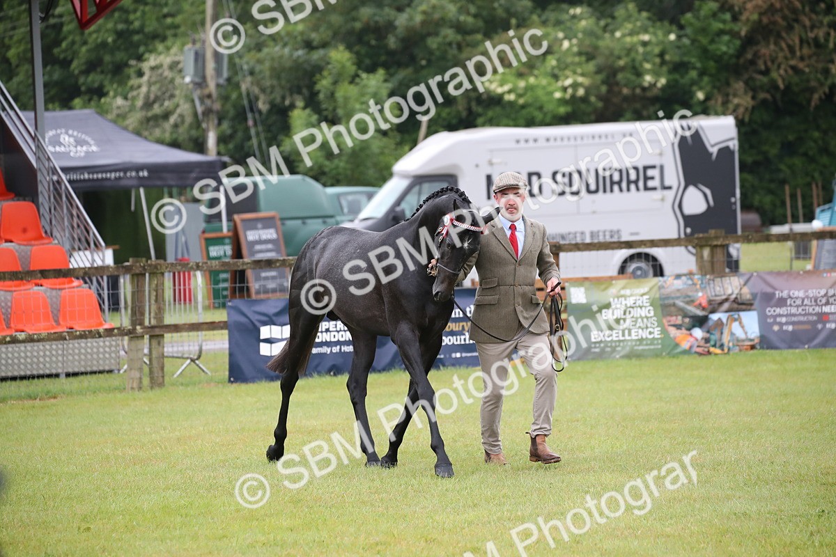 SBM_00066 - Class 17-20 - Arab & Part Bred - Anglo Arab In Hand