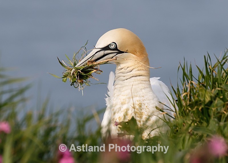 Astland Photography, Bird and Wildlife Images, Susan and Peter Wilson, U.K.