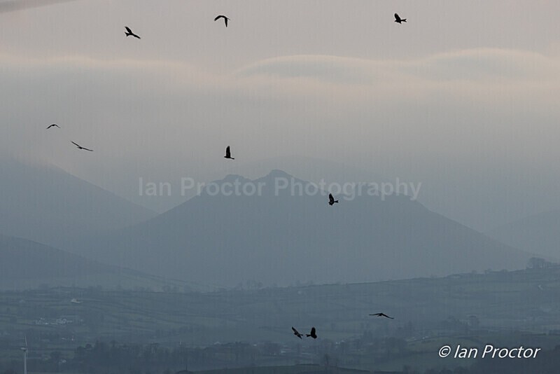 Red Kites silhouetted in front of Hen Mountain - Nature