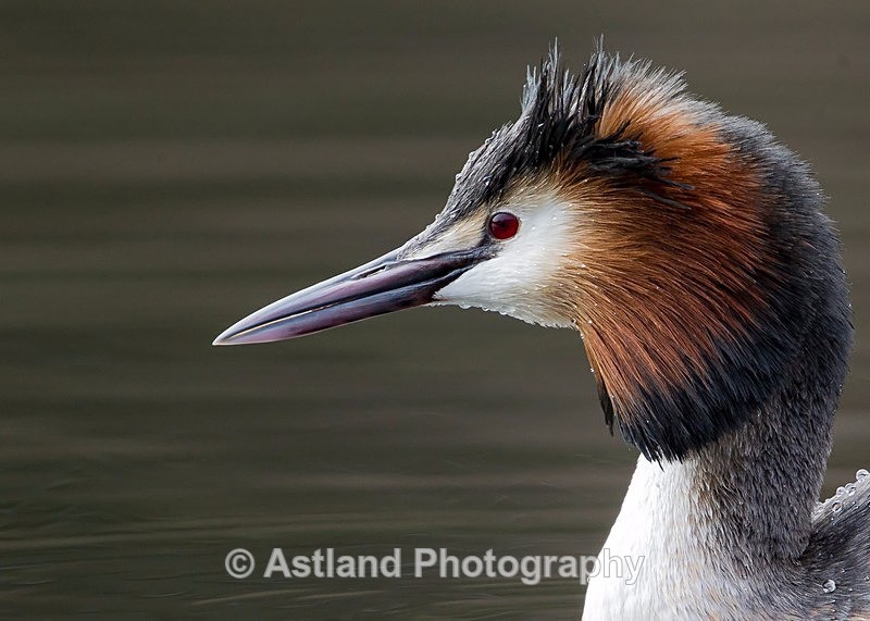 Astland Photography, Bird and Wildlife Images, Susan and Peter Wilson, U.K.