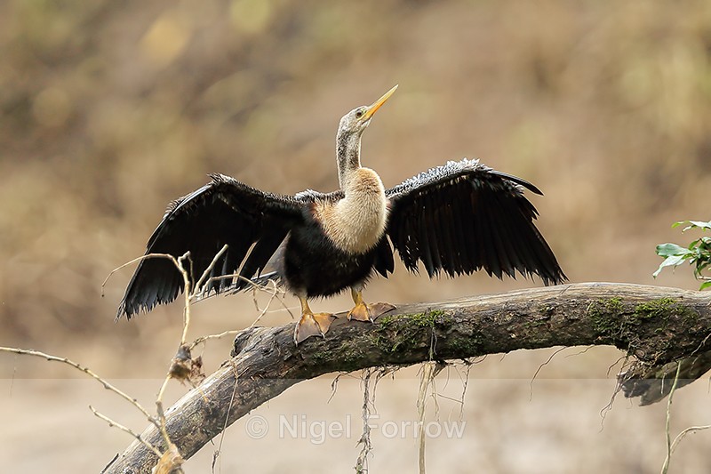Anhinga (female) drying wings, Sarapiqui River, Costa Rica - Anhinga