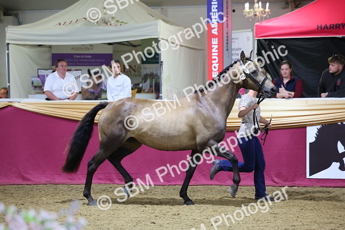 0B8A4542 - Class P Veteran Champ