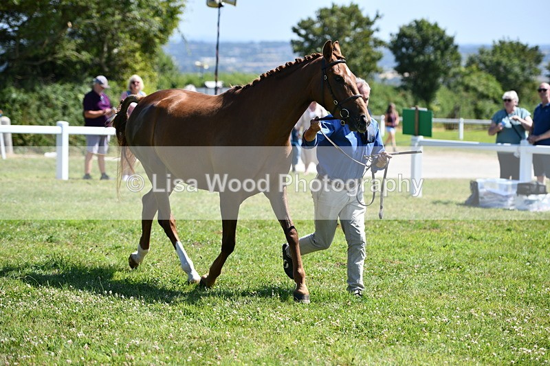 DSC_6808 - Class 57: Hunter/Riding Horse/Hack 1, 2 & 3 yr olds