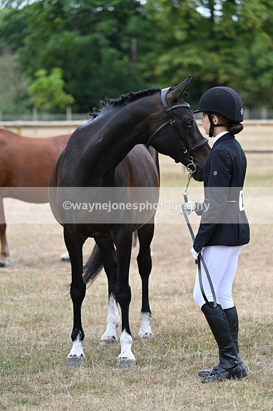 WJ7_9214 - Class 4a Prettiest Mare 14.2hh and over