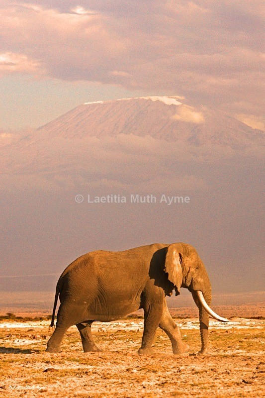 _M7B0107 Amboseli - Elephants