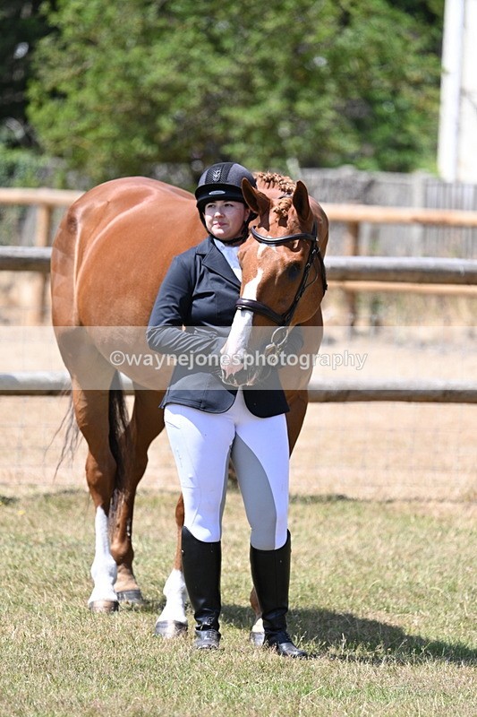 WJ7_2381 - Class 5a Most Handsome Gelding in hand (above 14.2hh)