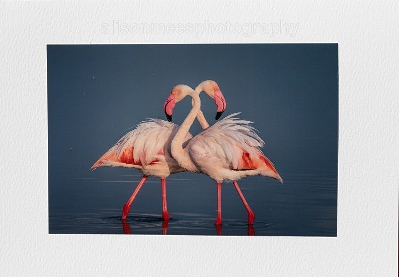 060 Dancing Flamingo - For Sale - Handmade Cards £2.50 each