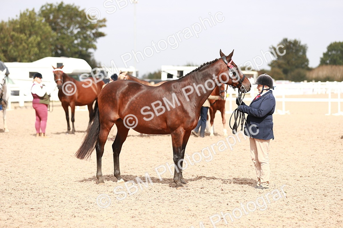 SBM_13262 - Class 208 IH Veteran Horse