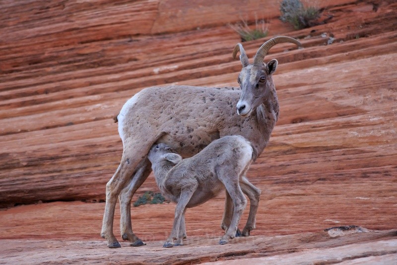 Bighorn Sheep Nursing - Utah