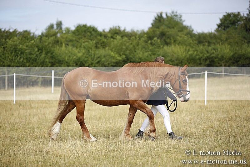 _C7A9373 - BVRC Sow 2018 Ring 2