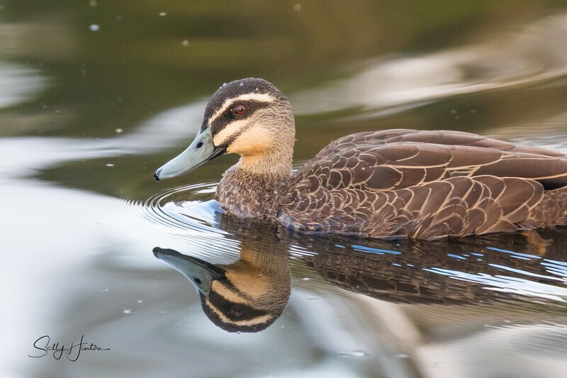 Pacific Black Duck 2. 0A3A5642 - Ducks