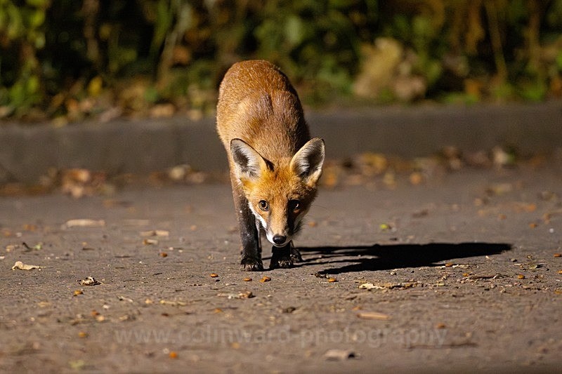 Cautious Young Fox    ref 0Y4A1714 - macro and nature.